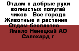 Отдам в добрые руки волнистых попугай.чиков - Все города Животные и растения » Отдам бесплатно   . Ямало-Ненецкий АО,Салехард г.
